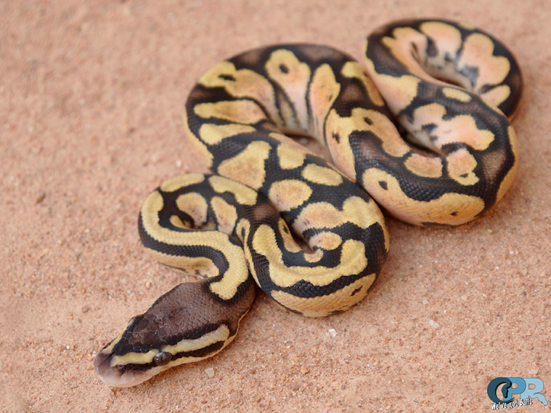 Pastel Flame - Noah Line Calico