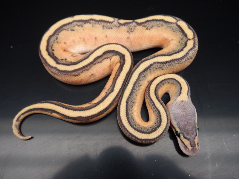 Pastel Genetic Stripe Orange Ghost