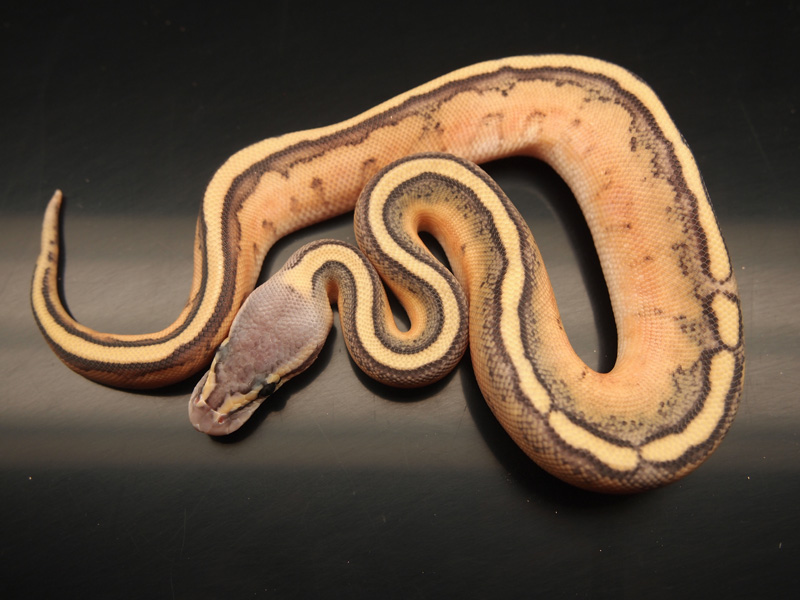 Pastel Genetic Stripe Orange Ghost