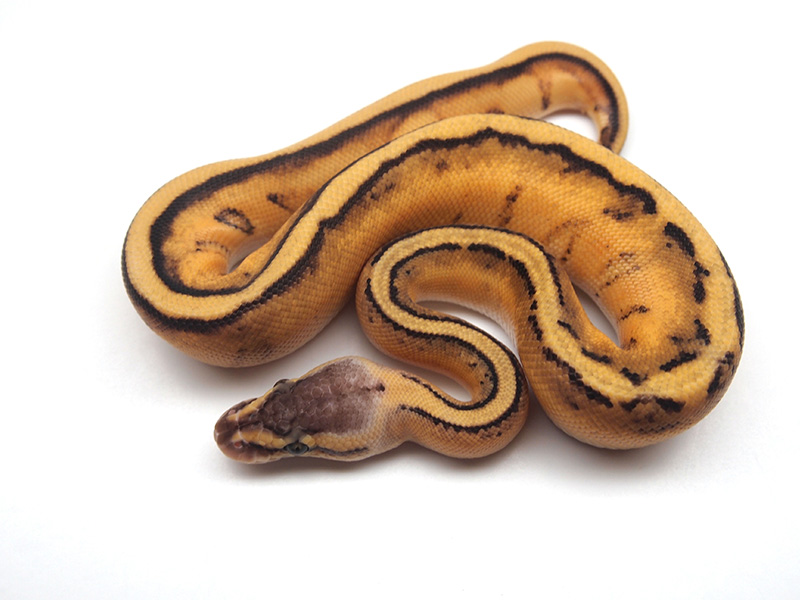 Pastel Genetic Stripe Vanilla