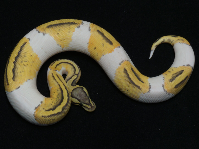 Pastel Hypo Pied