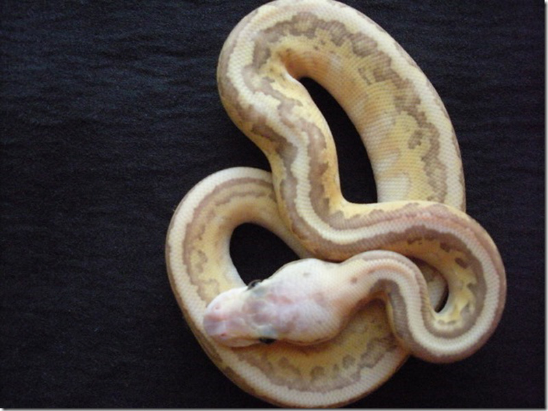 Pastel Kingpin Yellow Belly