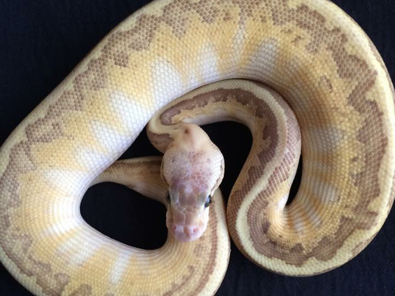 Pastel Kingpin Yellow Belly