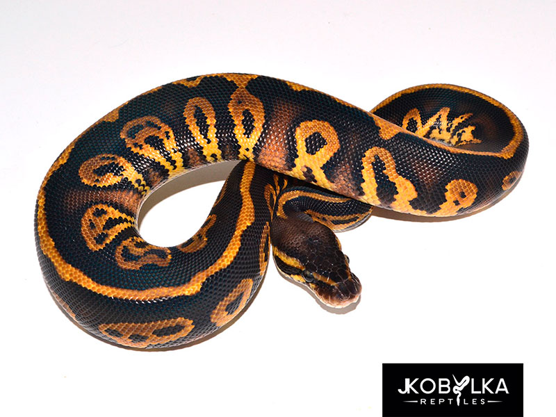 Pastel Leopard Black Head