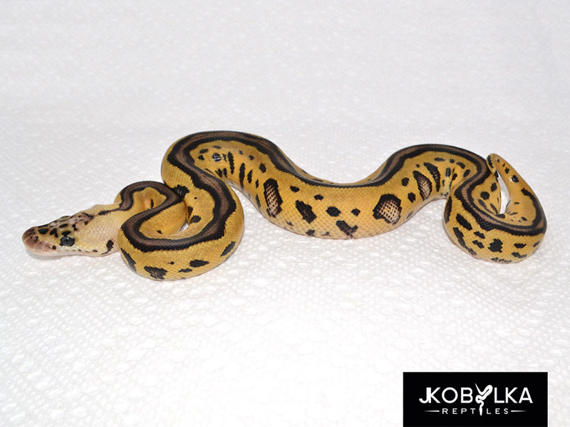 Pastel Leopard Clown