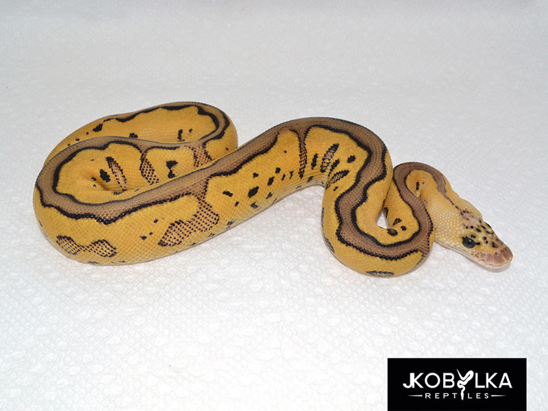 Pastel Leopard Clown