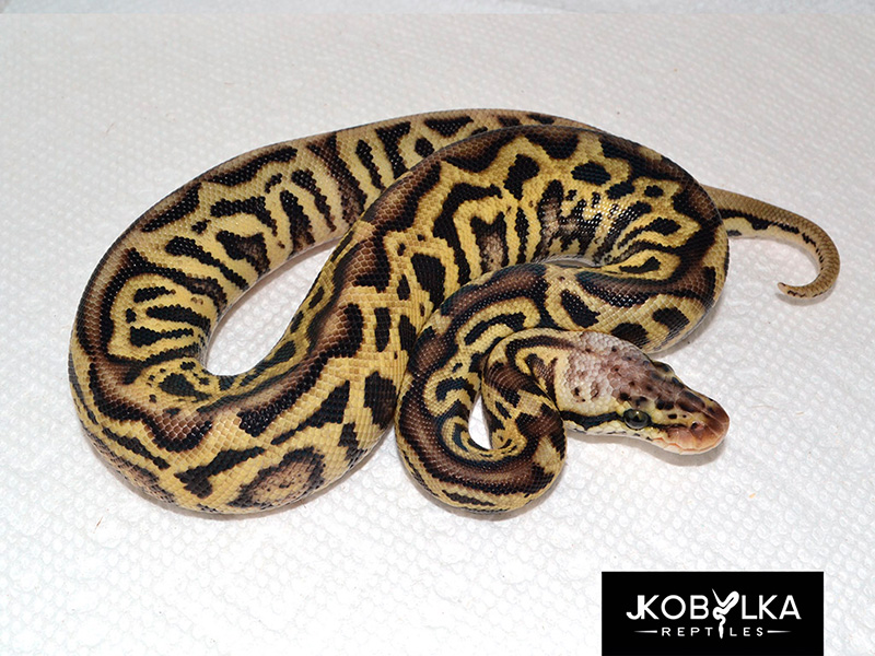 Pastel Leopard Spotnose