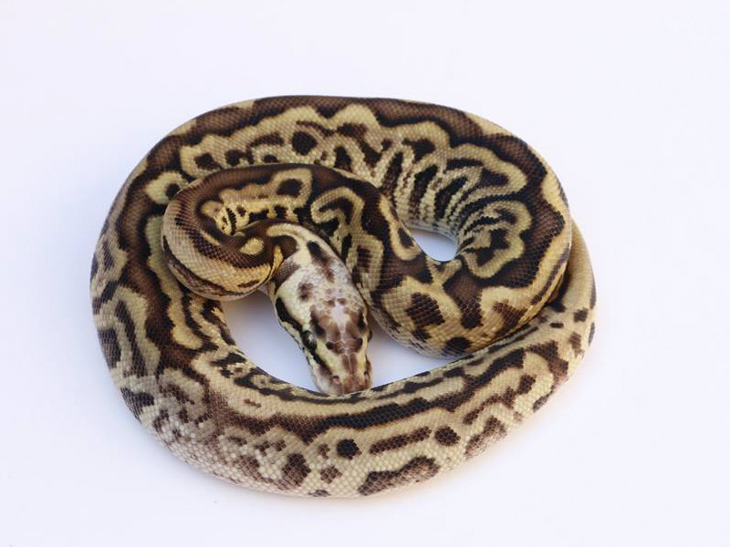 Pastel Leopard Spotnose