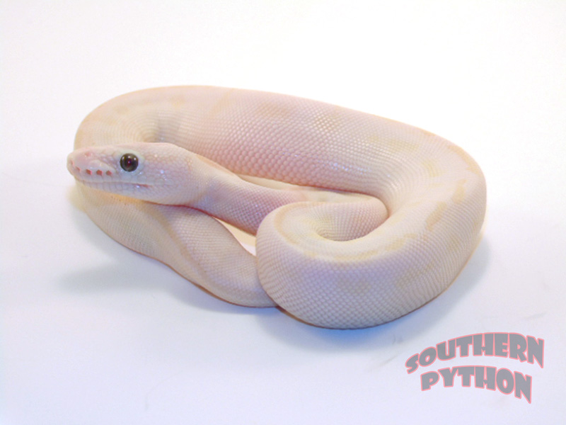 Pastel Lesser Crystal