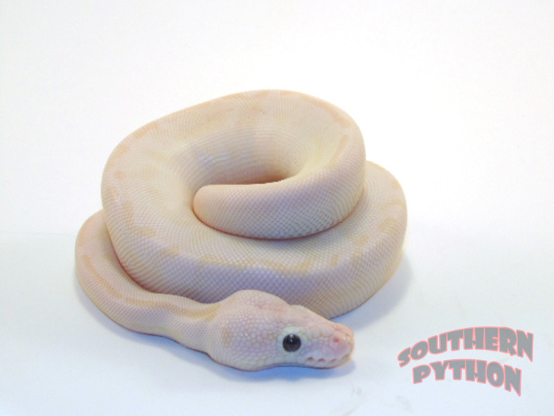 Pastel Lesser Crystal