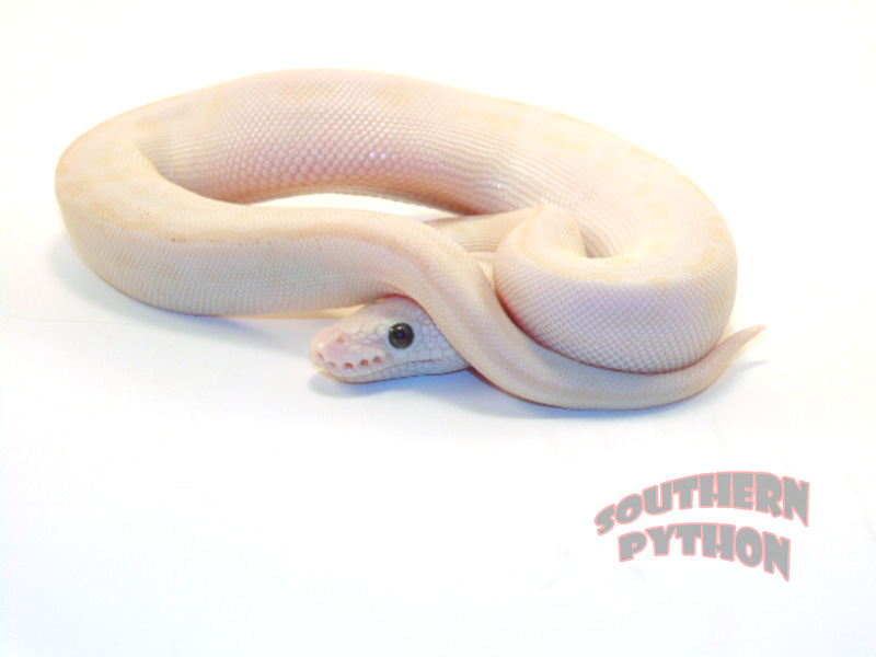 Pastel Lesser Crystal