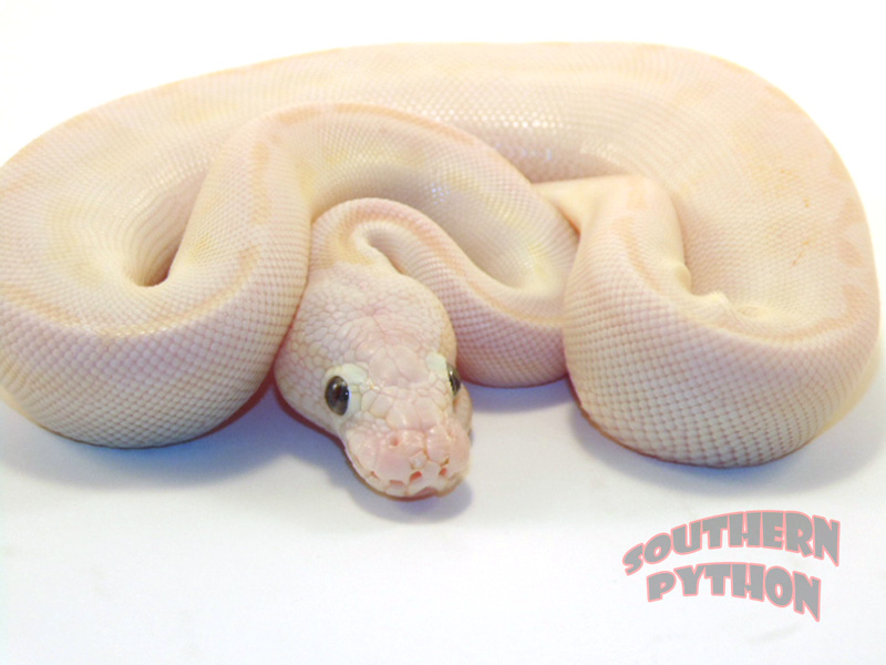 Pastel Lesser Crystal