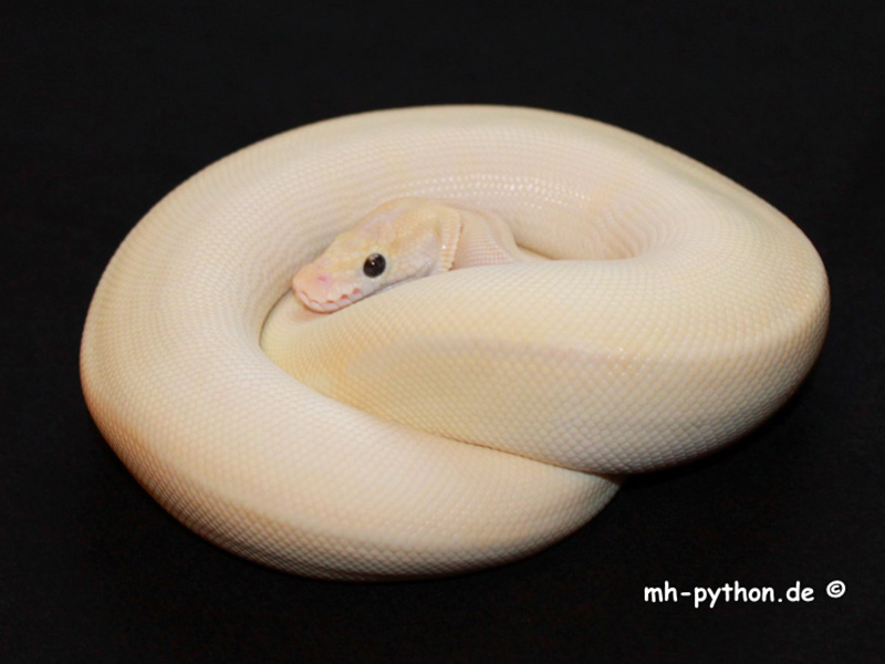 Pastel Lesser Crystal