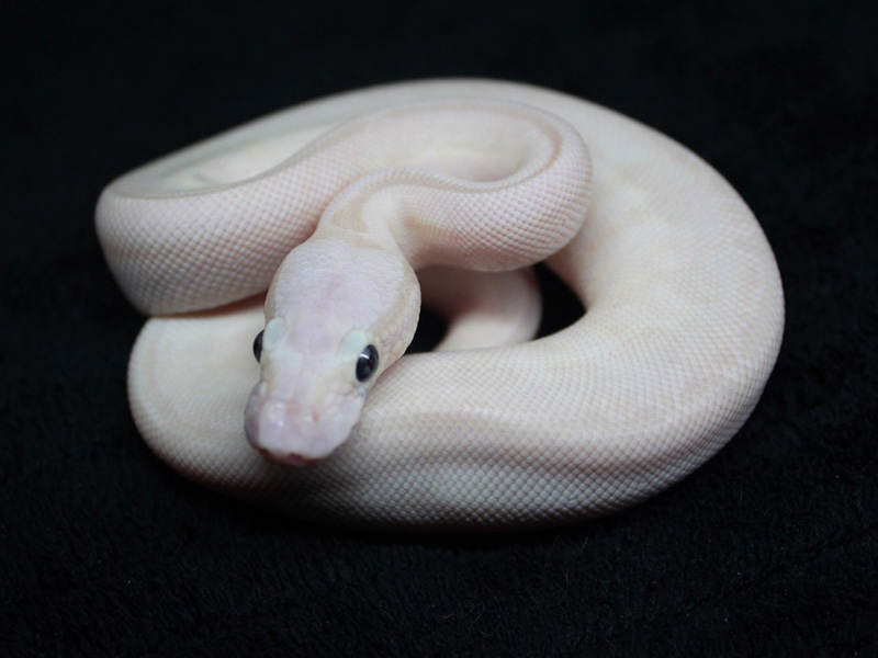 Pastel Lesser Crystal