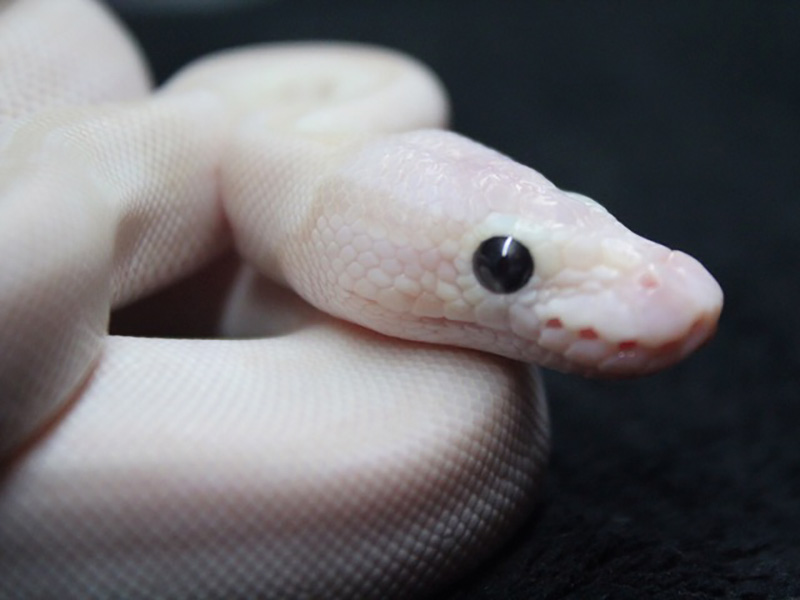 Pastel Lesser Crystal