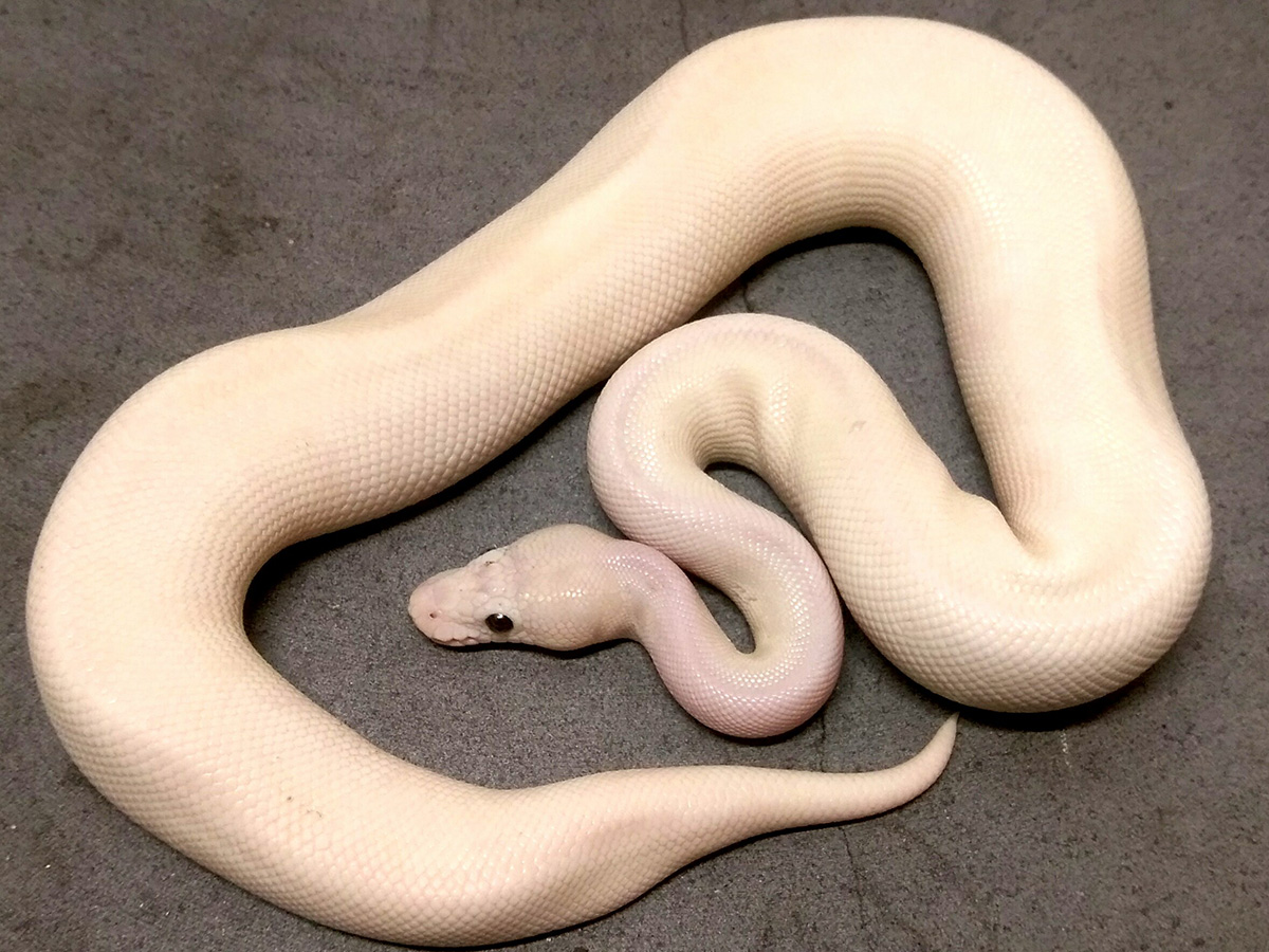 Pastel Lesser Crystal