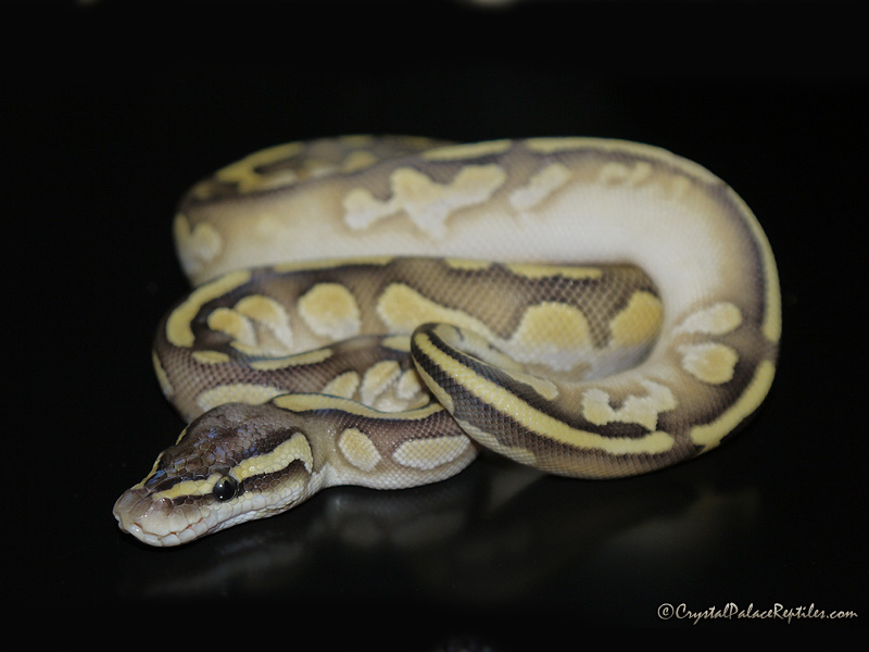 Pastel Lesser Flame - Noah Line Calico