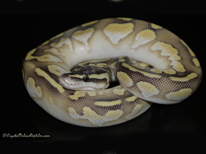 Pastel Lesser Flame - Noah Line Calico