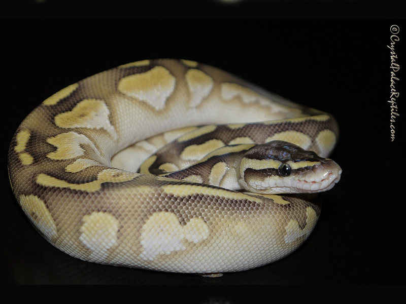 Pastel Lesser Flame - Noah Line Calico