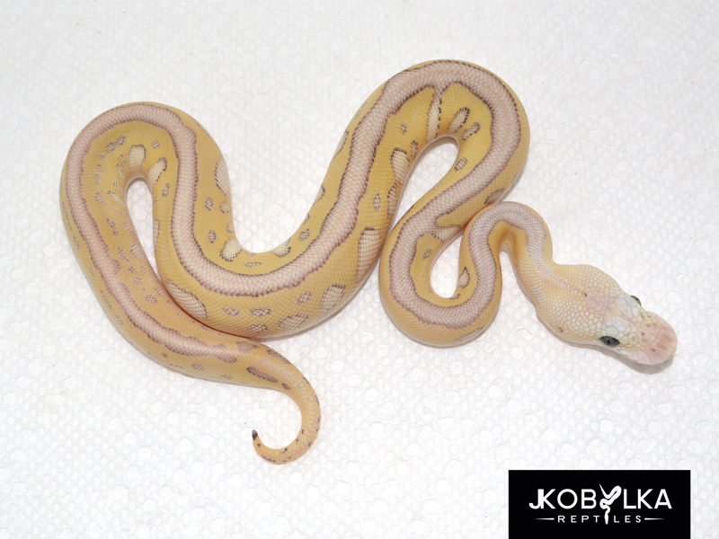 Pastel Lesser Leopard Clown