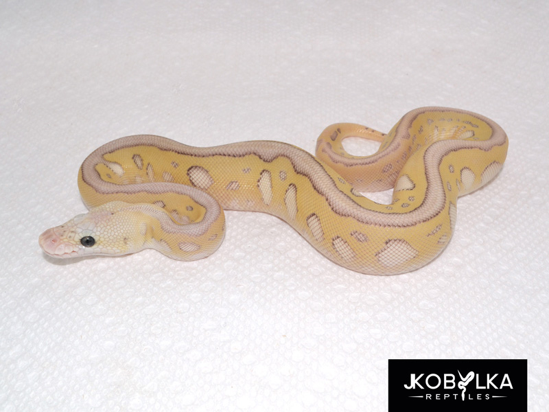 Pastel Lesser Leopard Clown