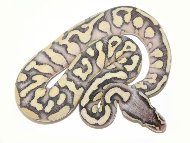 Pastel Lesser Lucifer