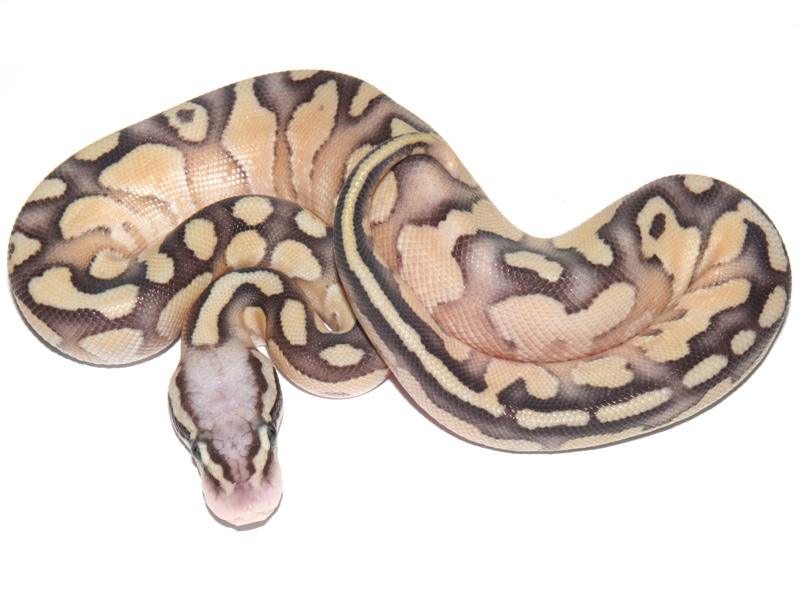 Pastel Lesser Lucifer