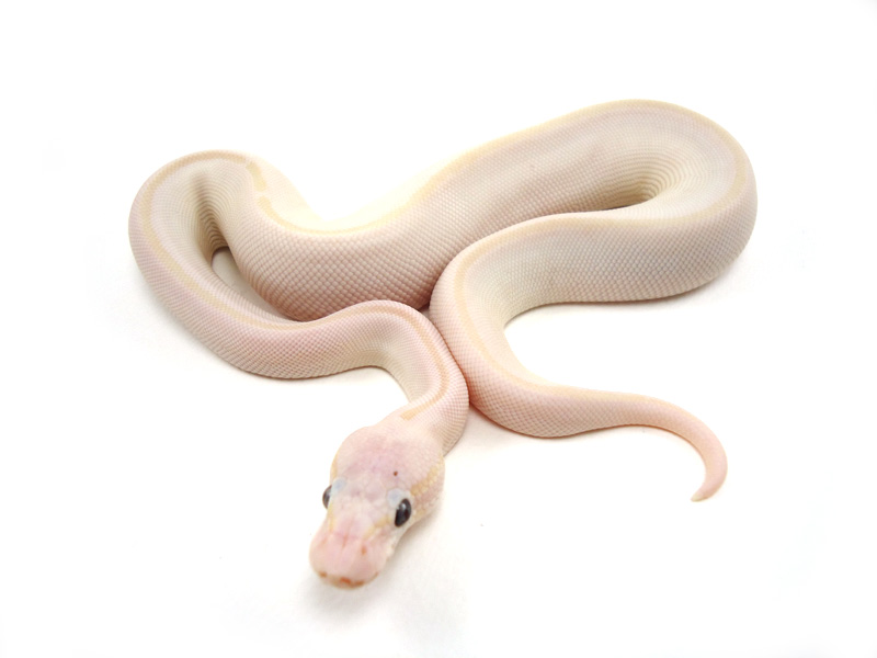 Pastel Lesser Mystic