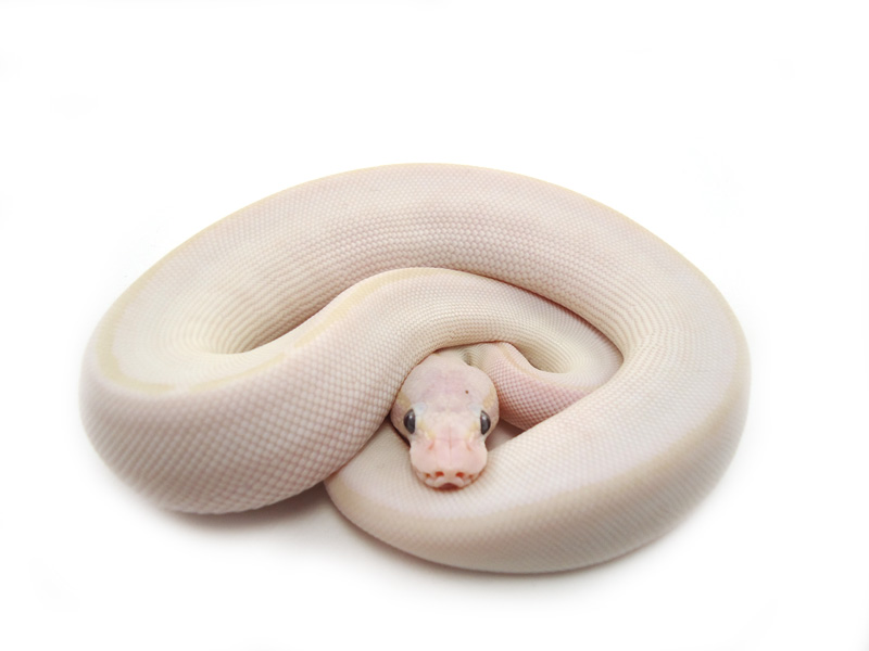 Pastel Lesser Mystic