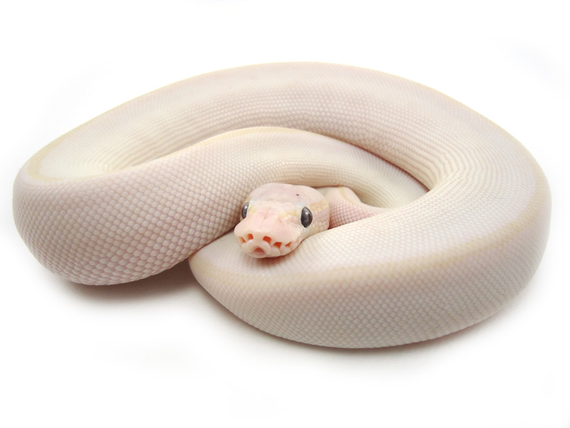 Pastel Lesser Mystic