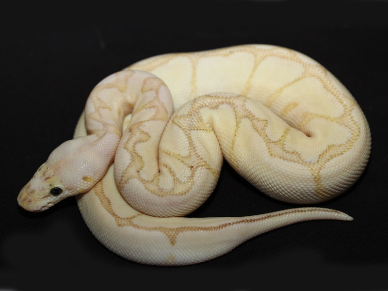 Pastel Lesser Spider Clown