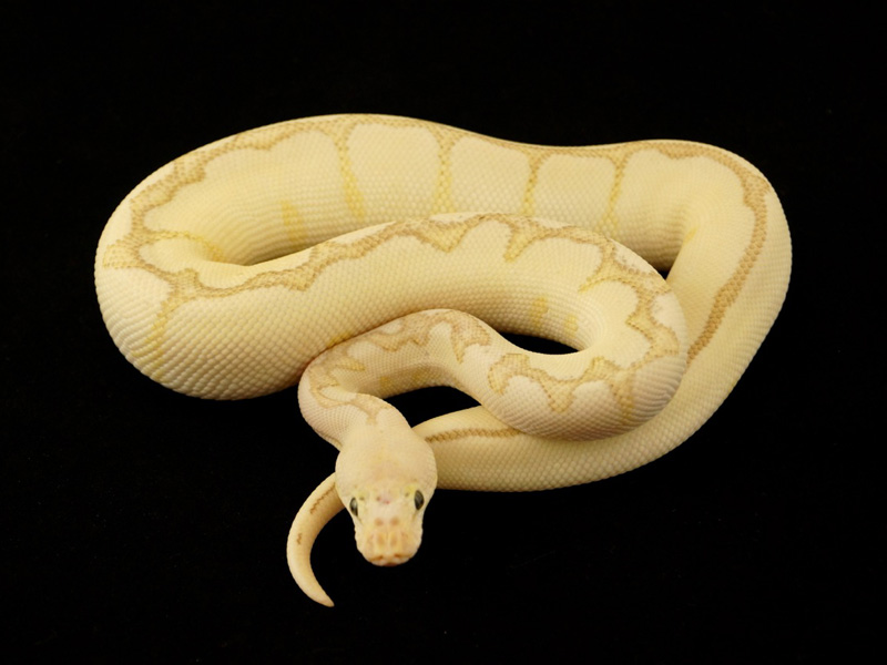 Pastel Lesser Spider Clown