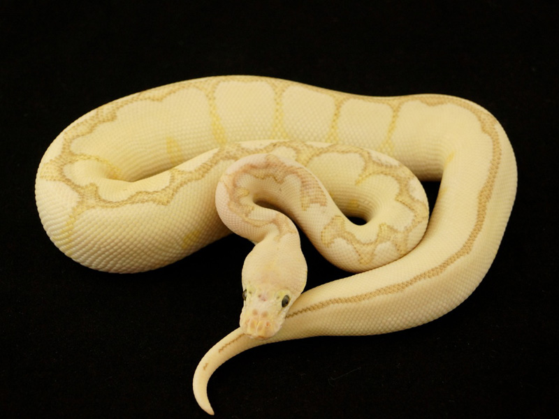 Pastel Lesser Spider Clown