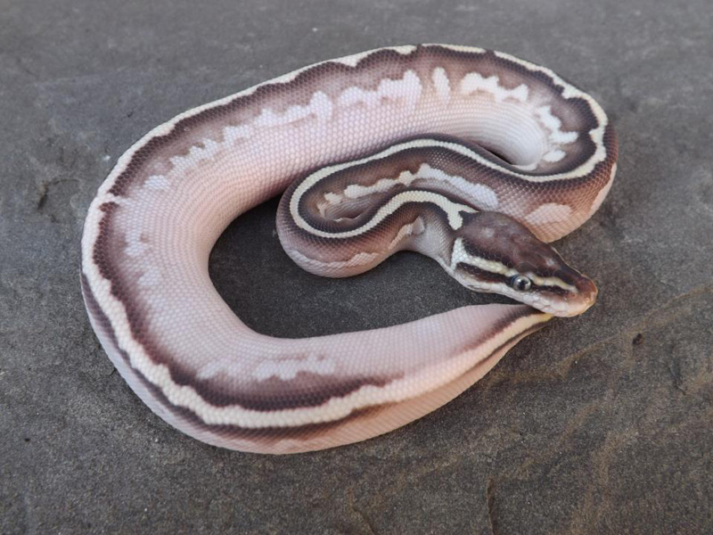 Pastel Lesser Sugar