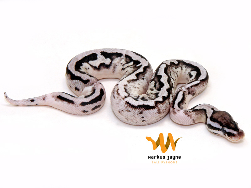 Pastel Lightning Pied