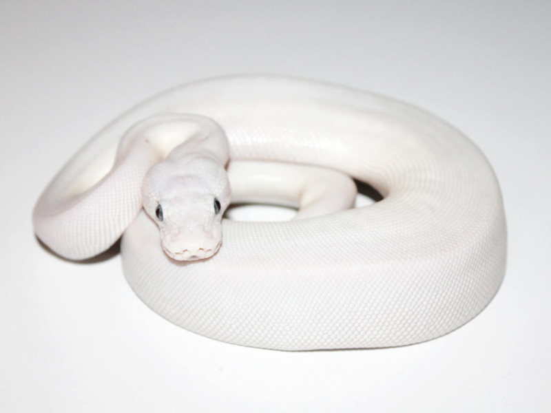 Pastel Mocha Mojave