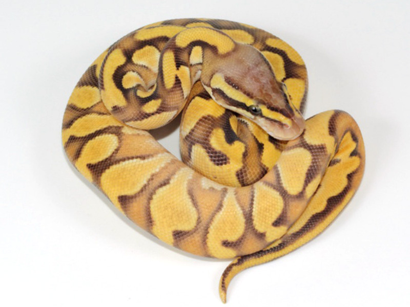 Pastel Mojave Enchi Orange Ghost