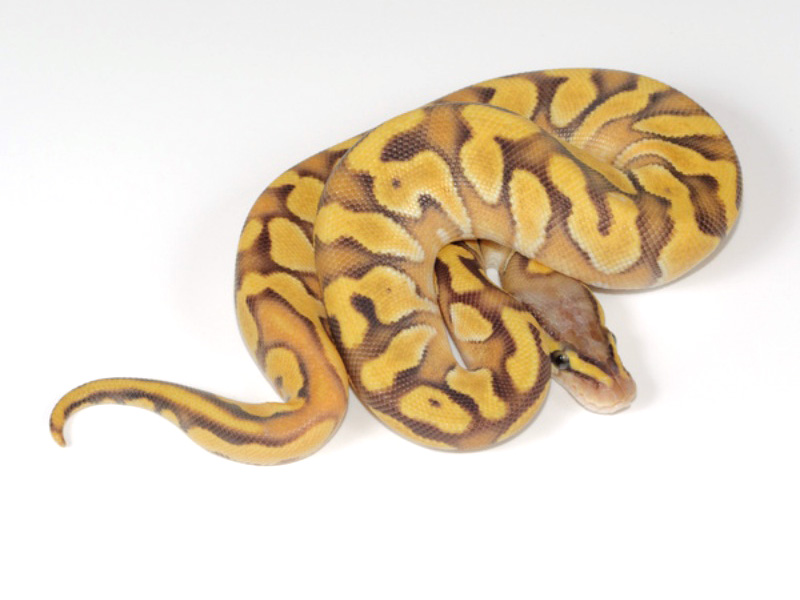 Pastel Mojave Enchi Orange Ghost