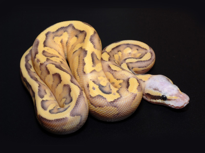 Pastel Mojave Sulfur Cream