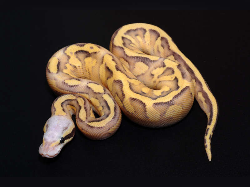 Pastel Mojave Sulfur Cream