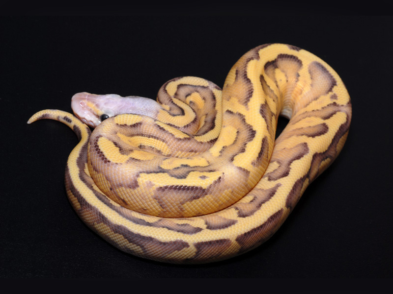 Pastel Mojave Sulfur Cream