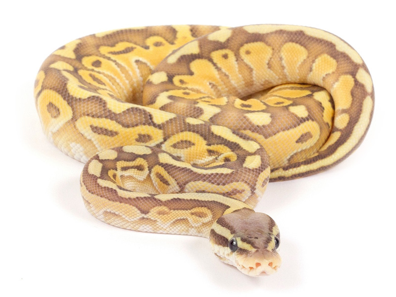 Pastel Orange Ghost Lesser