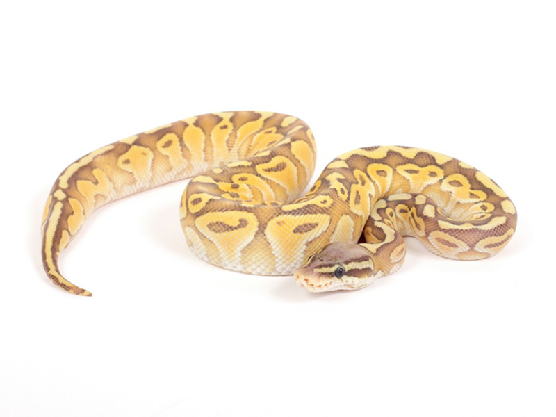 Pastel Orange Ghost Lesser