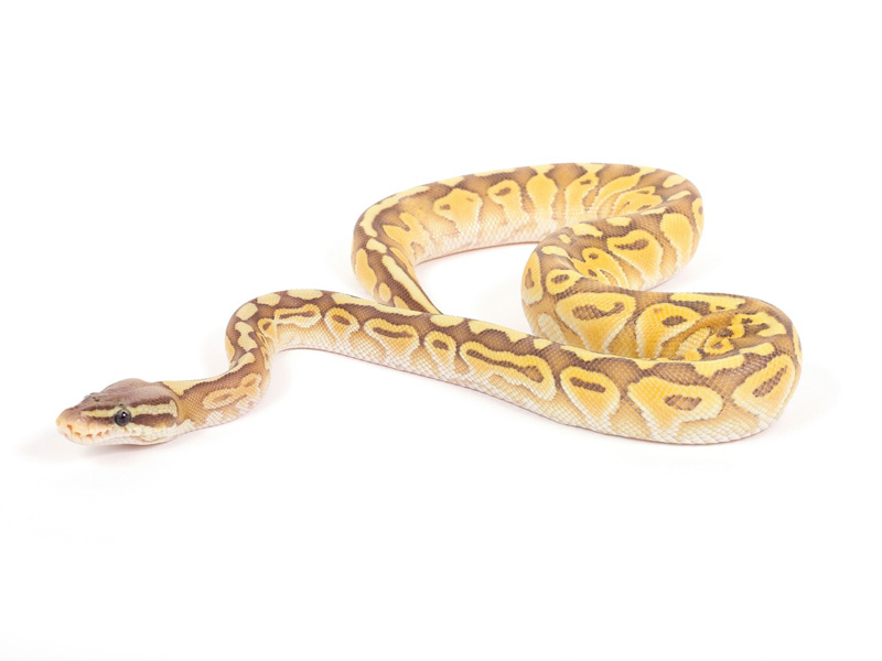 Pastel Orange Ghost Lesser