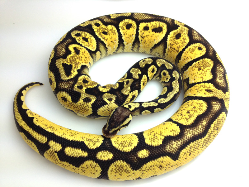 Pastel Paint Yellow Belly