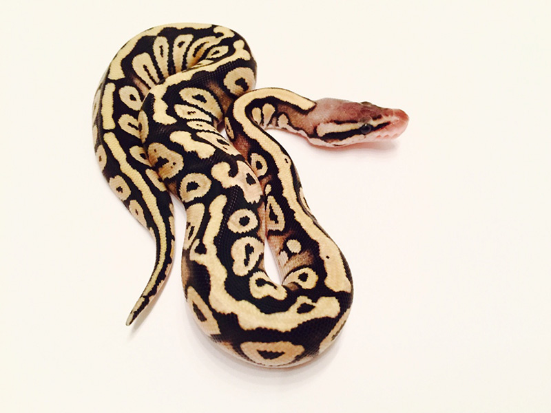 Pastel Phantom Red Stripe