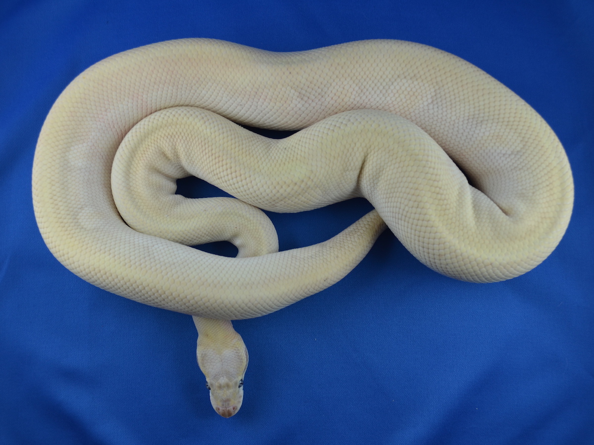 Pastel Phantom Russo Het Leucistic Yellow Belly