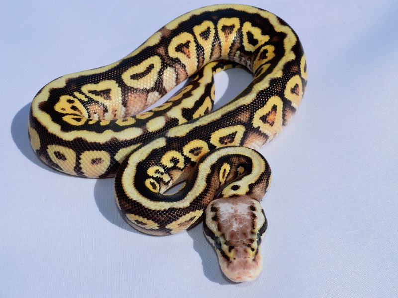 Pastel Phantom Spotnose