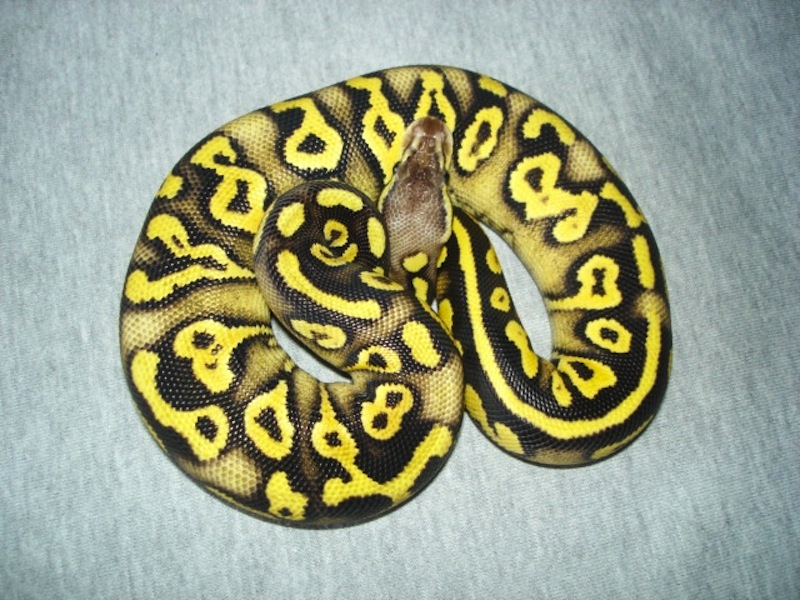 Pastel Phantom Yellow Belly