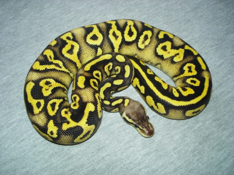Pastel Phantom Yellow Belly